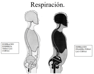 Diafragma y respiración