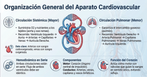 Tipos de circulación sanguínea