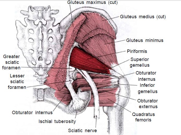 Disección de la musculatura glútea profunda: piramidal, géminos, obturador interno y externo, cuadrado femoral y nervio ciático