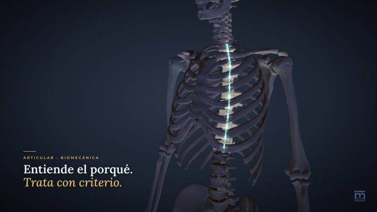 Mapa de cadenas del aula virtual Mèntor: esqueleto en 3D con una cadena lesional encendida