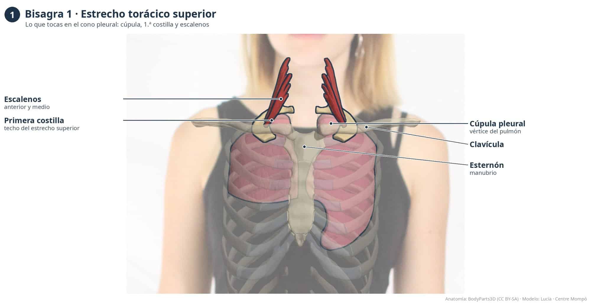 Bisagra 1, estrecho torácico superior: escalenos, primera costilla, cúpula pleural, clavícula y esternón