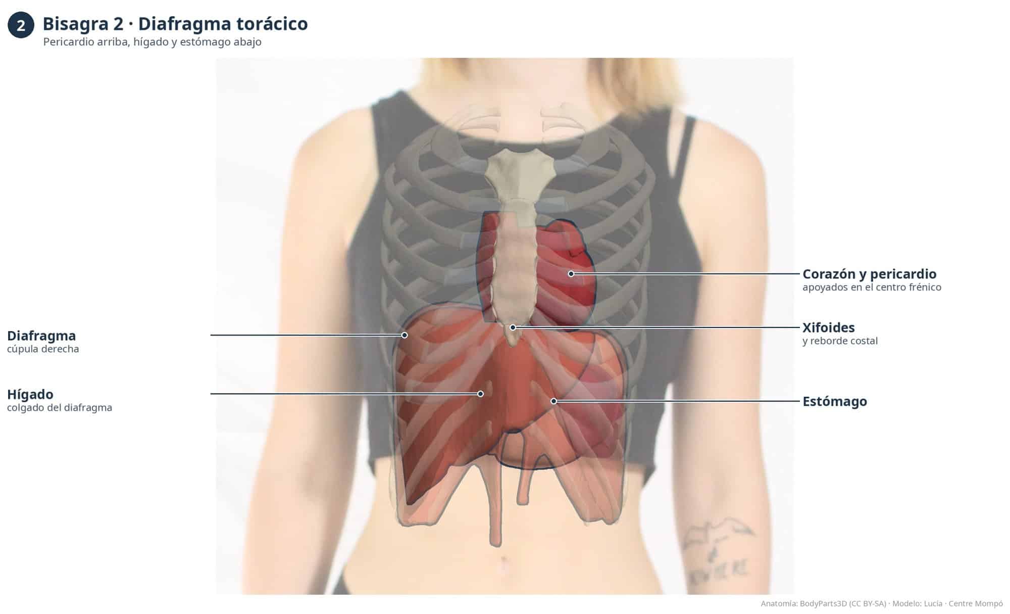 Bisagra 2, diafragma torácico: corazón y pericardio, xifoides, diafragma, hígado y estómago