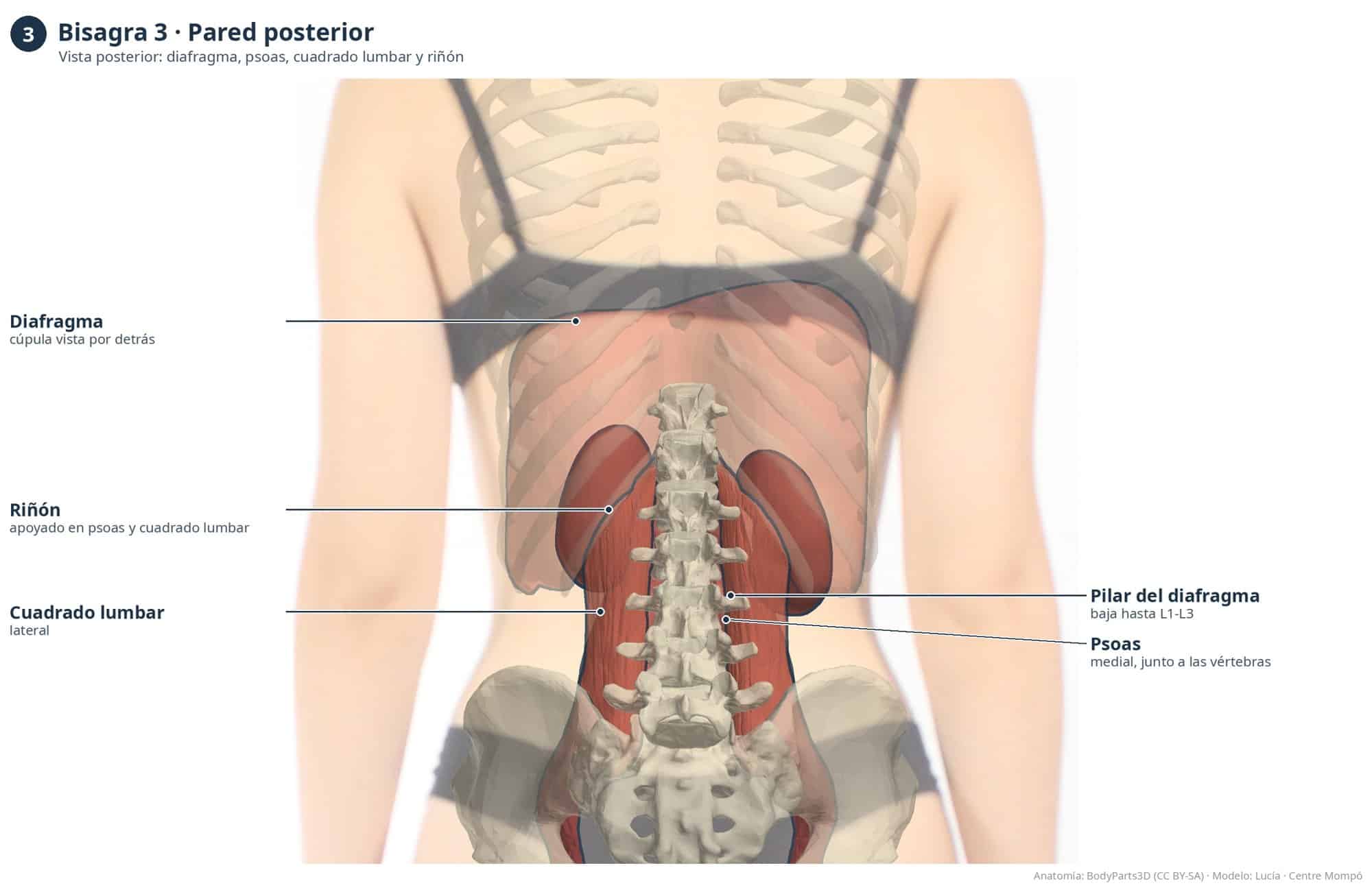 Bisagra 3, pared posterior: diafragma, riñón, pilares del diafragma, cuadrado lumbar y psoas