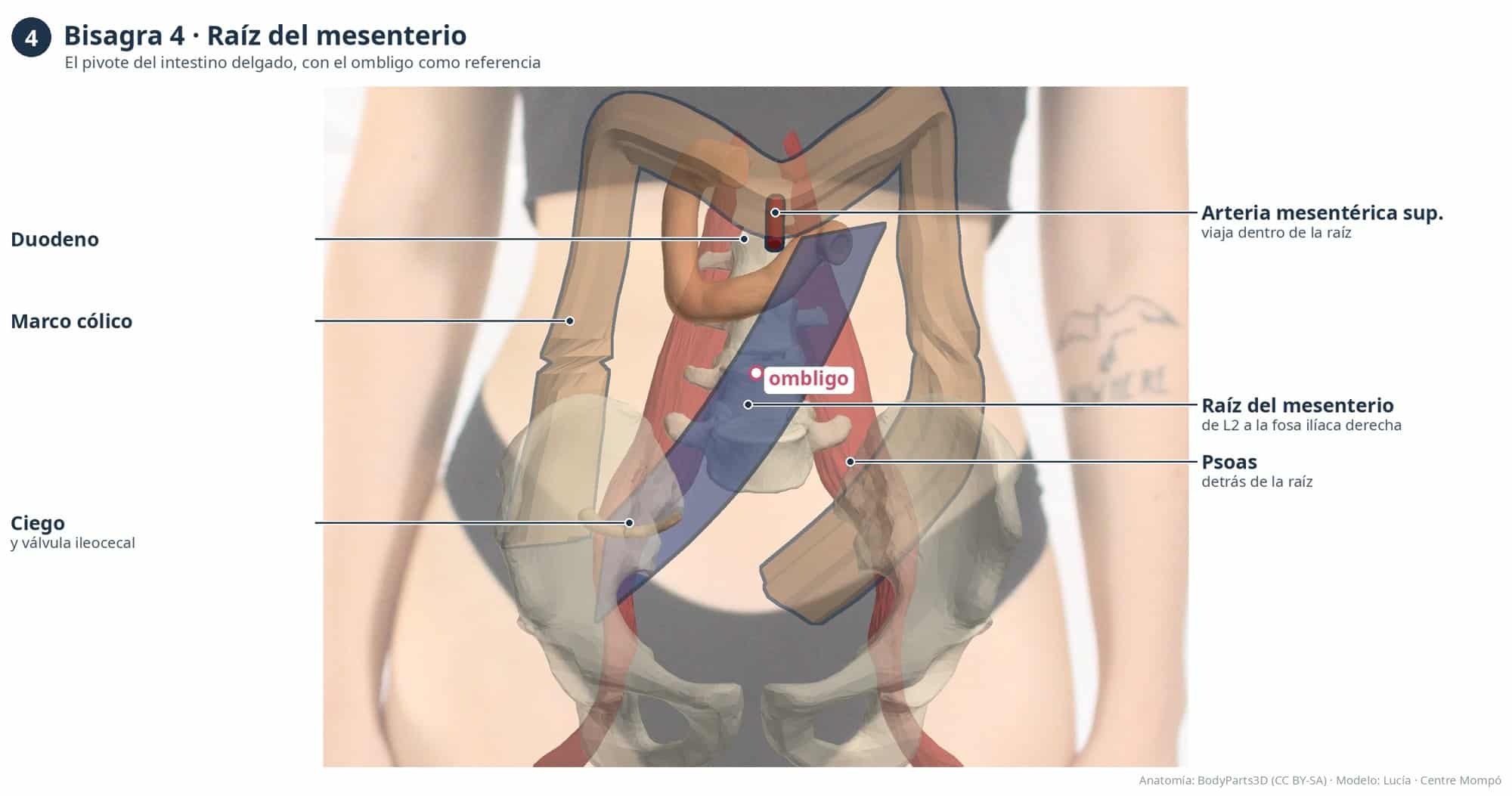 Bisagra 4, raíz del mesenterio: duodeno, marco cólico, ciego, arteria mesentérica superior y psoas