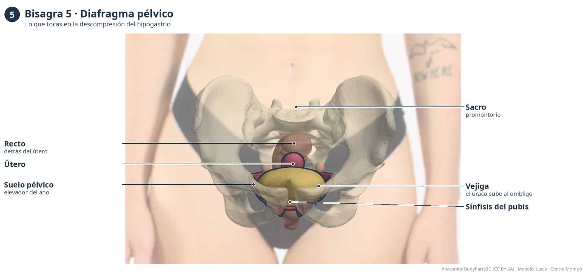Bisagra 5, diafragma pélvico: sacro, recto, útero, suelo pélvico, vejiga y sínfisis del pubis