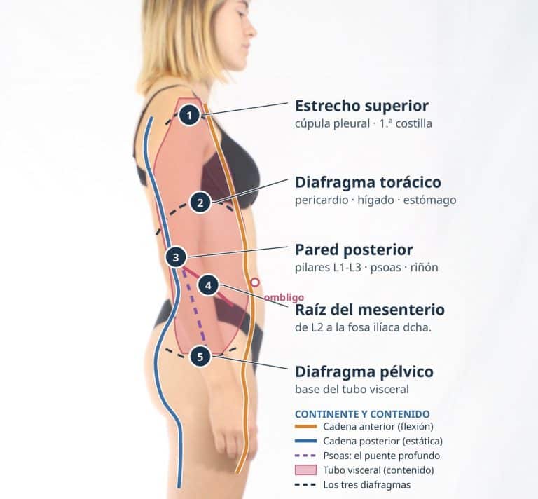 Las cinco bisagras viscerales sobre el perfil del cuerpo: estrecho superior, diafragma torácico, pared posterior, raíz del mesenterio y diafragma pélvico