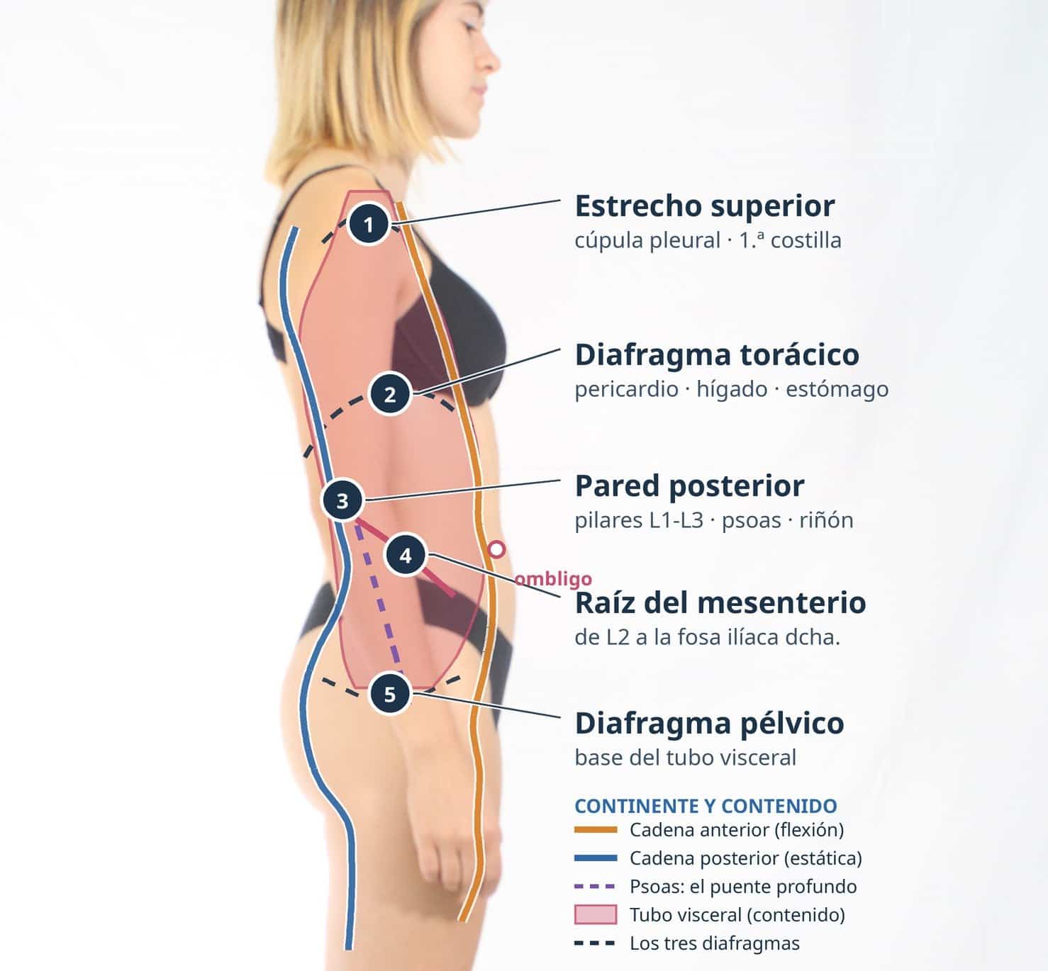 Las cinco bisagras viscerales sobre el perfil del cuerpo: estrecho superior, diafragma torácico, pared posterior, raíz del mesenterio y diafragma pélvico